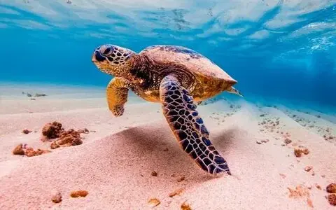 Marsa Mubarak Snorkeling with Dugong and Turtles – Marsa Alam